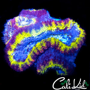 Ultra Rainbow Acan Lord Quad