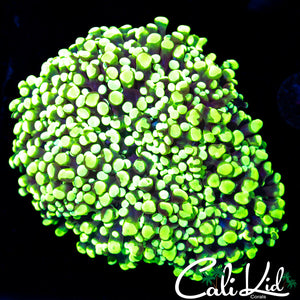Bi Color Frogspawn Colony