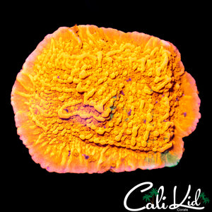 Ultra Grafted Montipora