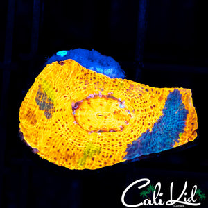 CK Sunkissed Chalice