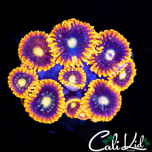Ultra Zoa Mini Colony