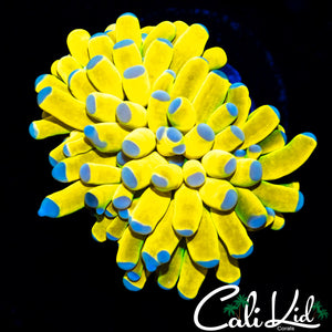 CK Banana Torch Fathead