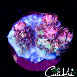 Temptation Island Acro