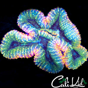 Ultra Rainbow Rim Symphyllia
