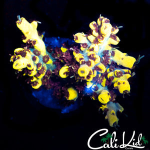 Bumble Bee Acro Frag