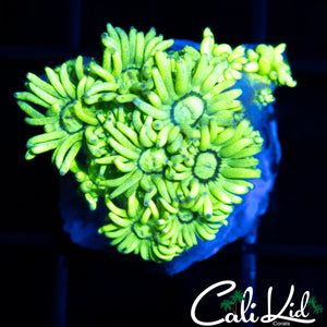 Ecto Morph Goni