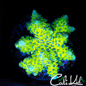 Rare Aussie Bird Nest Frag