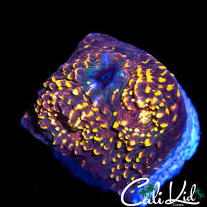Pop Rockz Chalice
