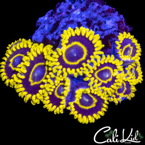 CK Golden Eye Zoa Mini Colony