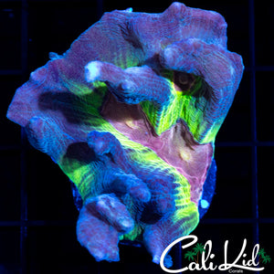 Rainbow Pectinia Chunky