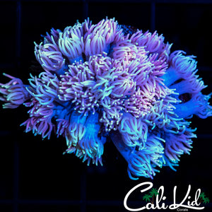 Large Rainbow Shaggy Goni