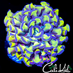 Green/Purple Branching Hammer