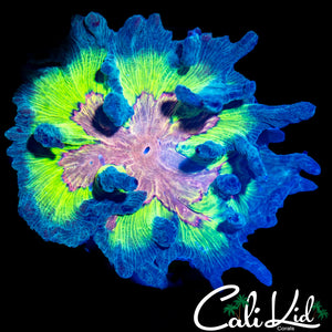 Rainbow Pectinia Mini Colony