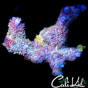 Fuzzy Rainbow Tenius Chunk