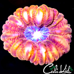 Quad Color Cynarina