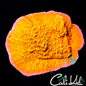 Grafted Starburst Monti