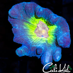 Ultra Rainbow Pectinia Frag
