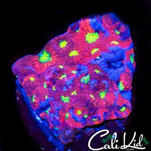 Ultra War Coral