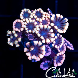 Rainbow Alveopora
