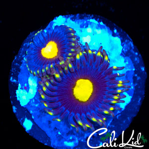 Ultra Zoa Double