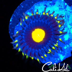 Ultra Zoa
