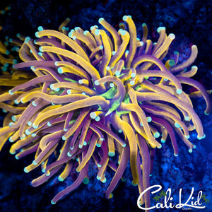 Aquacultured Indo Gold Torch