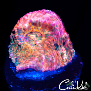 Aussie Rainbow Chalice