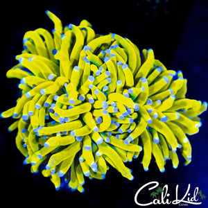 CK Banana Torch XL