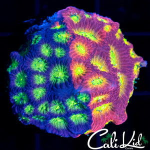 CB Jelly Bean Favia Chunk