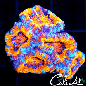 White Stripe Acan Mini Colony