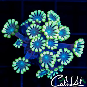 Bi Color Alveopora
