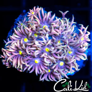 Rainbow Petal Goni