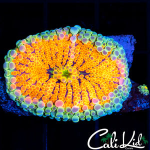 Soloman Island Rainbow Yuma