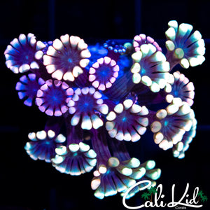 Rainbow Alveopora