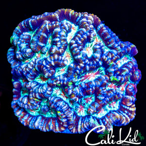 Ultimate Rainbow Wilsoni Colony