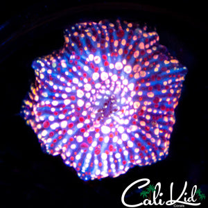 Rare Pink Speckled Discosoma