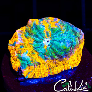 CK Grafted Convict Chalice