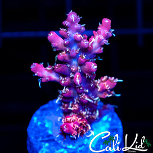 Red Velvet Acro