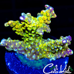 Rainbow Loom Frag