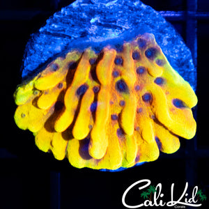CK Peyote Dreams Monti