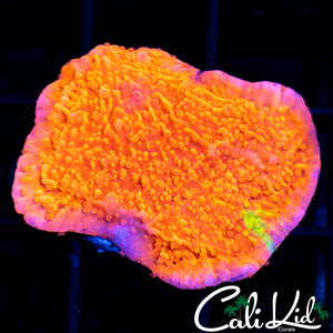 Grafted Starburst Monti