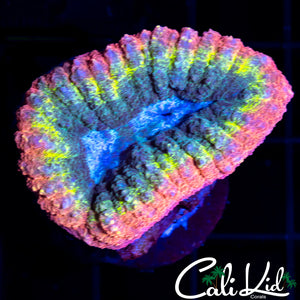 Beautiful Rainbow Rim Lobo