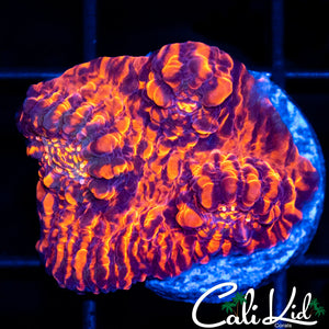 Fire Storm Convict Chalice