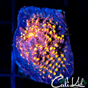 Pop Rockz Chalice