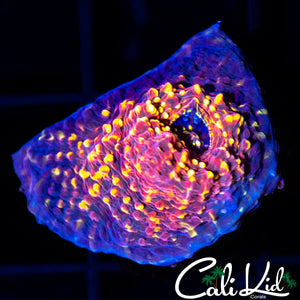 Pop Rockz Chalice