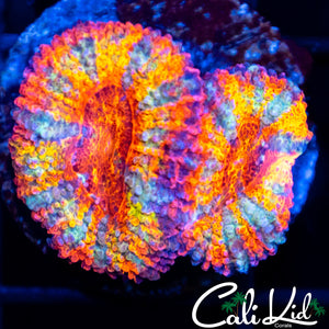 Insane Rainbow Acan Double