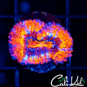 Ultra Rainbow Acan Lord