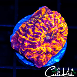 Fire Storm Convict Chalice