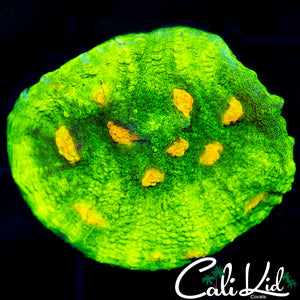 Space Invader Chalice