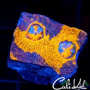 Sun Kissed Chalice